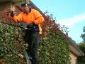 Hedge trimming_2 